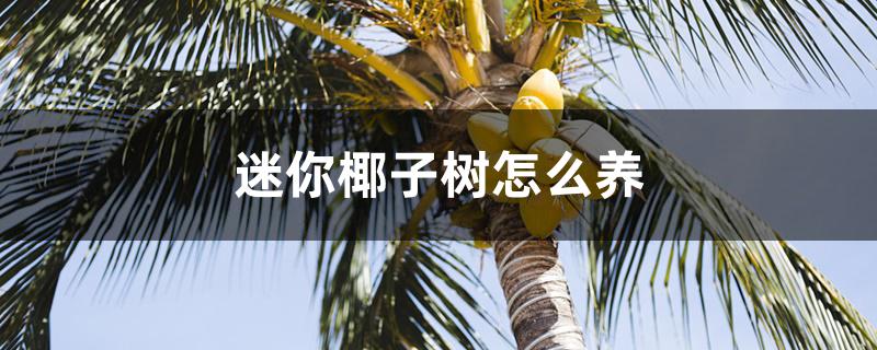 迷你椰子树怎么养 迷你椰子树怎么养