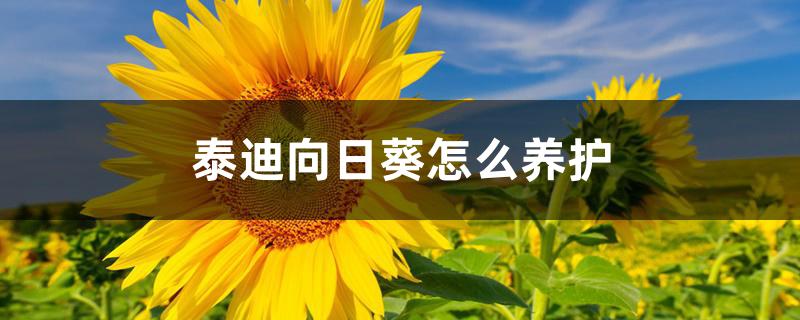 泰迪向日葵怎么养护 泰迪向日葵怎么养护