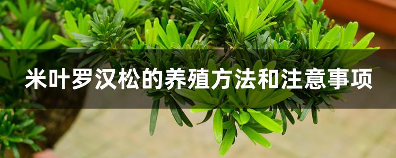 米叶罗汉松的养殖方法和注意事项
