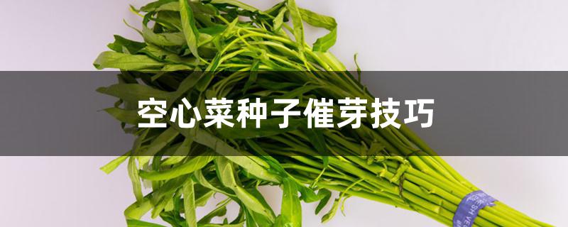 空心菜种子催芽技巧