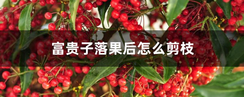 富贵子落果后怎么剪枝 富贵子落果后怎么剪枝