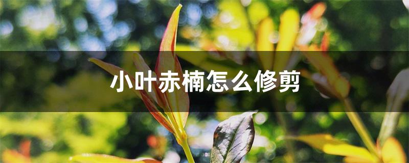 小叶赤楠怎么修剪 小叶赤楠怎么修剪