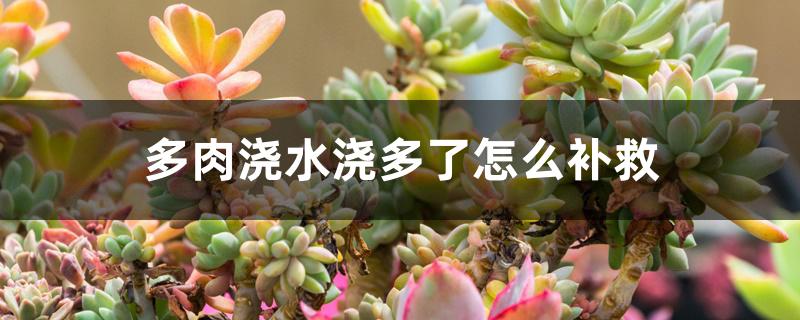 多肉浇水浇多了怎么补救