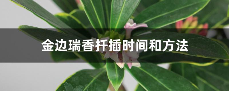 金边瑞香扦插时间和方法 金边瑞香扦插时间和方法
