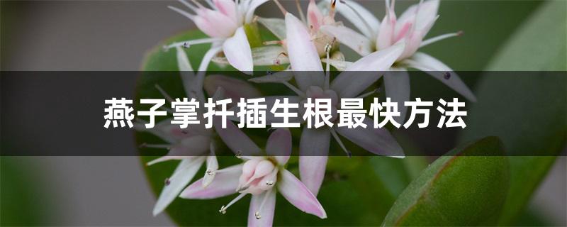 燕子掌扦插生根最快方法