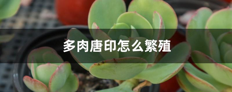 多肉唐印怎么繁殖 多肉唐印怎么繁殖