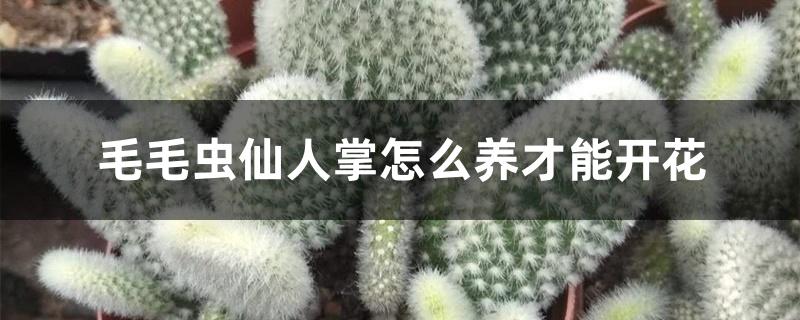 毛毛虫仙人掌怎么养才能开花 毛毛虫仙人掌怎么养才能开花
