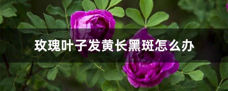 玫瑰叶子发黄长黑斑怎么办 玫瑰叶子发黄长黑斑怎么办