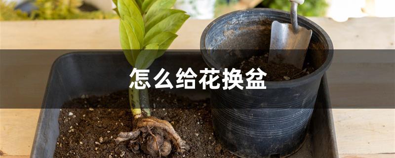 怎么给花换盆 怎么给花换盆