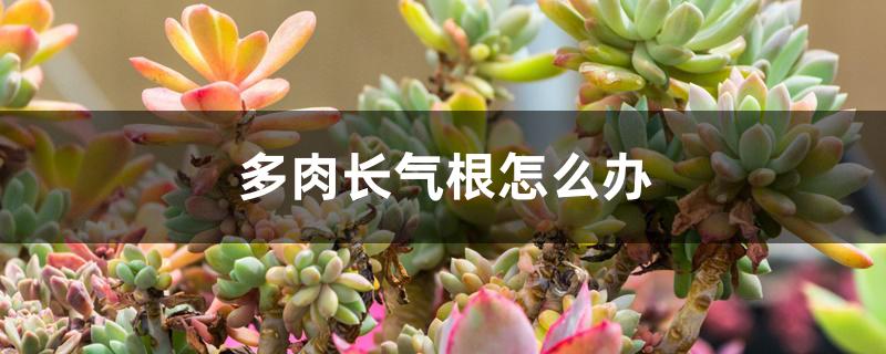 多肉长气根怎么办 多肉长气根怎么办