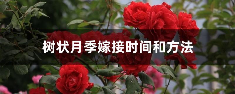 树状月季嫁接时间和方法 树状月季嫁接时间和方法