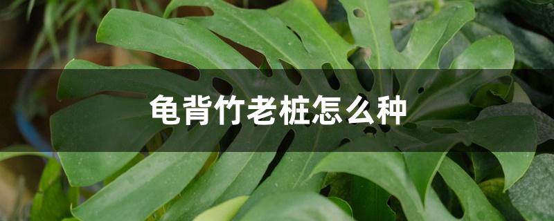 龟背竹老桩怎么种 龟背竹老桩怎么种