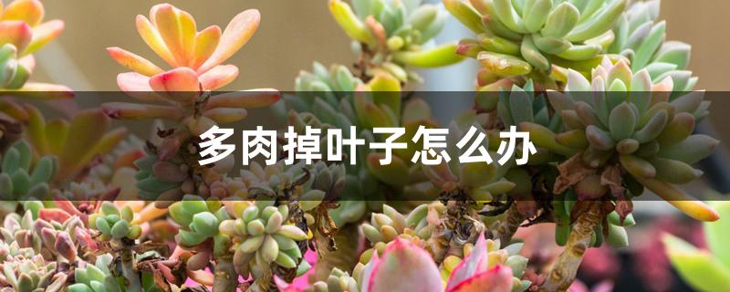 多肉掉叶子怎么办 多肉掉叶子怎么办
