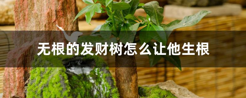 无根的发财树怎么让他生根 无根的发财树怎么让他生根