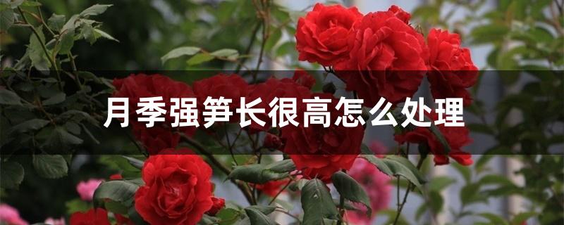 月季强笋长很高怎么处理 月季强笋长很高怎么处理