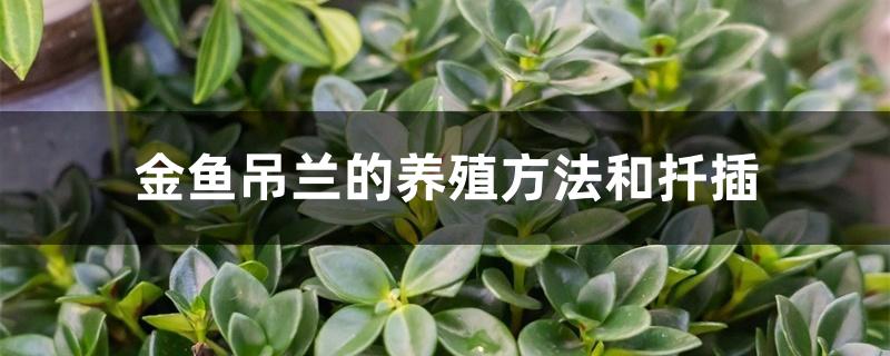 金鱼吊兰的养殖方法和扦插 金鱼吊兰的养殖方法和扦插