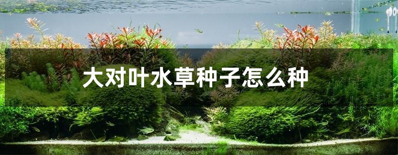 大对叶水草种子怎么种 大对叶水草种子怎么种