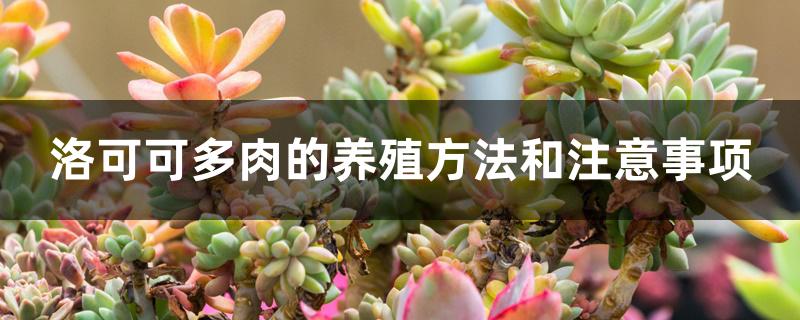 洛可可多肉的养殖方法和注意事项 洛可可多肉的养殖方法和注意事项