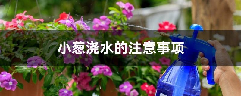 小葱浇水的注意事项 小葱浇水的注意事项
