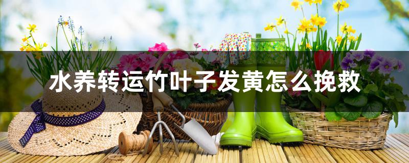 水养转运竹叶子发黄怎么挽救 水养转运竹叶子发黄怎么挽救
