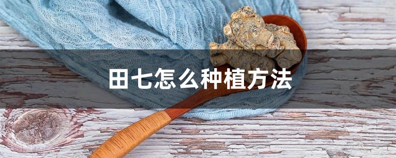 田七怎么种植方法 田七怎么种植方法