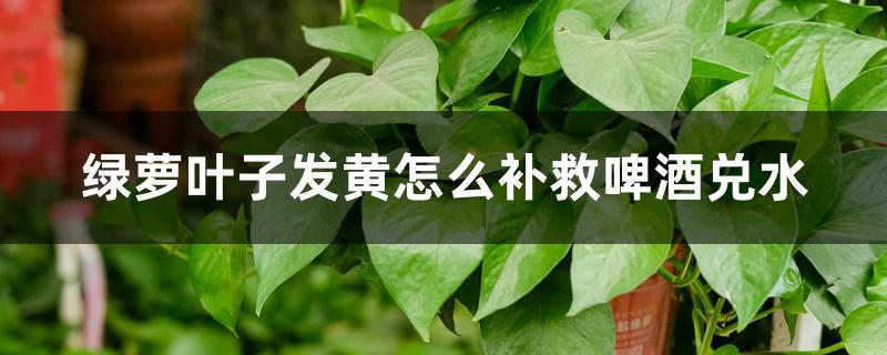 绿萝叶子发黄怎么补救啤酒兑水 绿萝叶子发黄怎么补救啤酒兑水