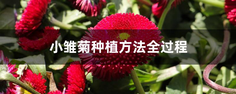 小雏菊种植方法全过程