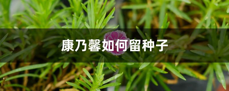 康乃馨如何留种子 康乃馨如何留种子