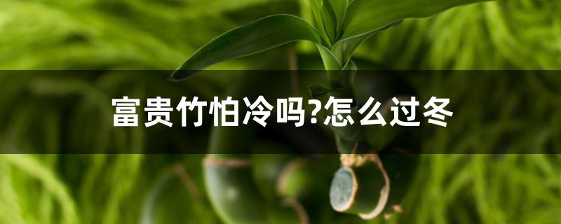 富贵竹怕冷吗?怎么过冬 富贵竹怕冷吗?怎么过冬