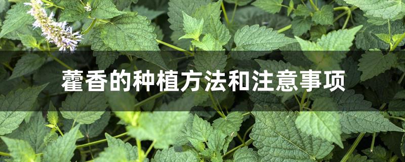 藿香的种植方法和注意事项 藿香的种植方法和注意事项