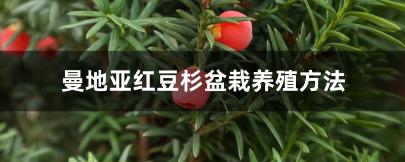 曼地亚红豆杉盆栽养殖方法 曼地亚红豆杉盆栽养殖方法
