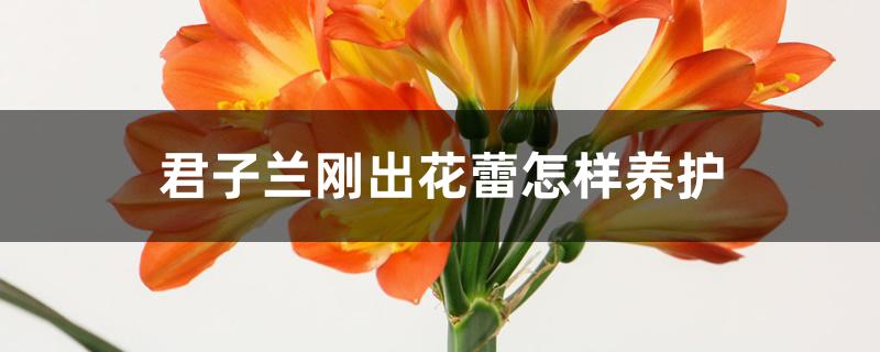 君子兰刚出花蕾怎样养护 君子兰刚出花蕾怎样养护