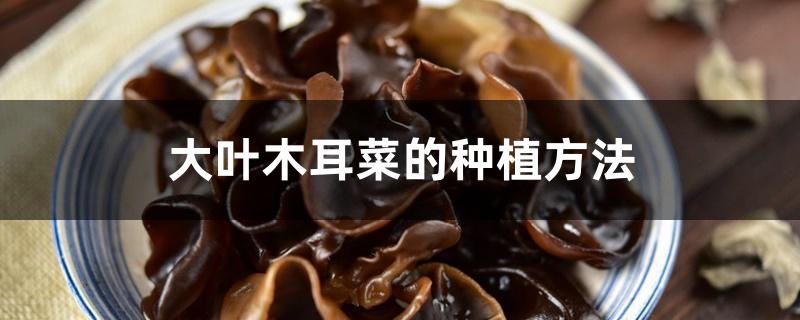 大叶木耳菜的种植方法
