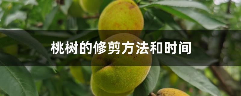 桃树的修剪方法和时间 桃树的修剪方法和时间