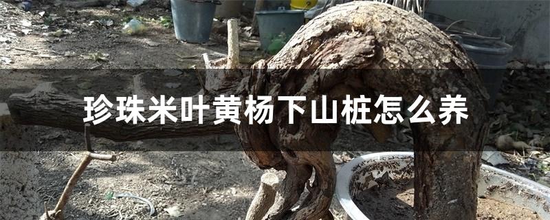 珍珠米叶黄杨下山桩怎么养
