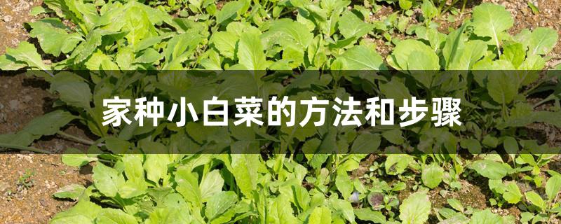 家种小白菜的方法和步骤 家种小白菜的方法和步骤