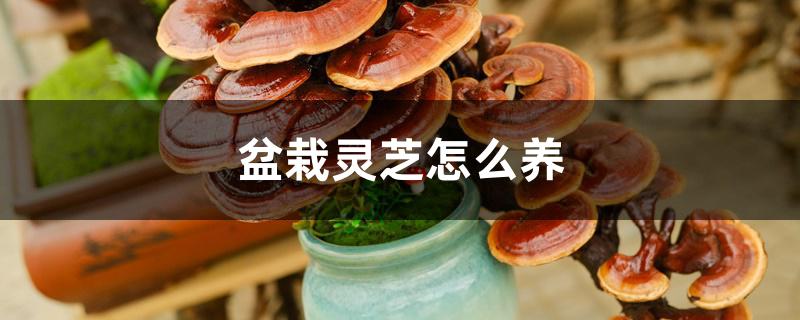 盆栽灵芝怎么养 盆栽灵芝怎么养