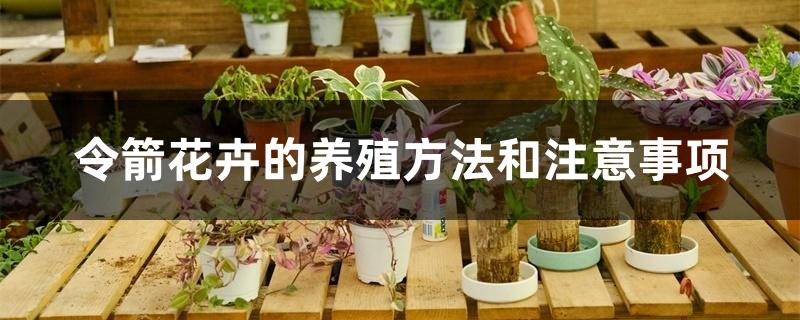 令箭花卉的养殖方法和注意事项 令箭花卉的养殖方法和注意事项