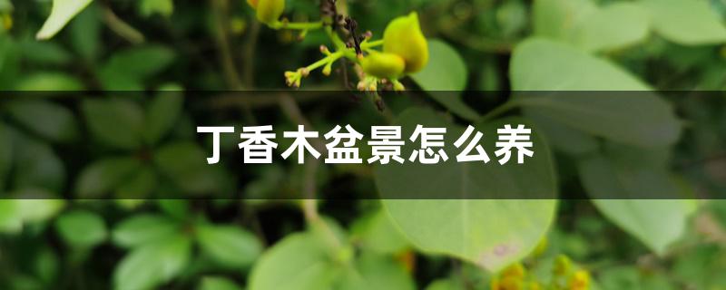 丁香木盆景怎么养 丁香木盆景怎么养