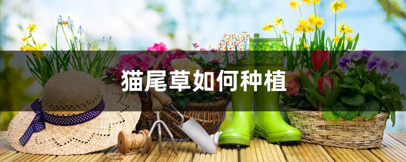 猫尾草如何种植 猫尾草如何种植