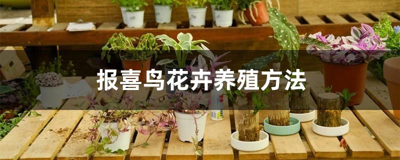 报喜鸟花卉养殖方法 报喜鸟花卉养殖方法