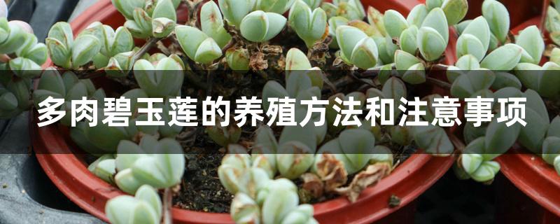 多肉碧玉莲的养殖方法和注意事项 多肉碧玉莲的养殖方法和注意事项