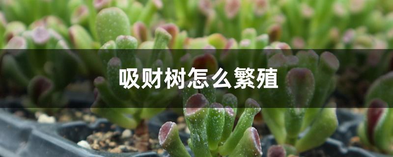 吸财树怎么繁殖 吸财树怎么繁殖