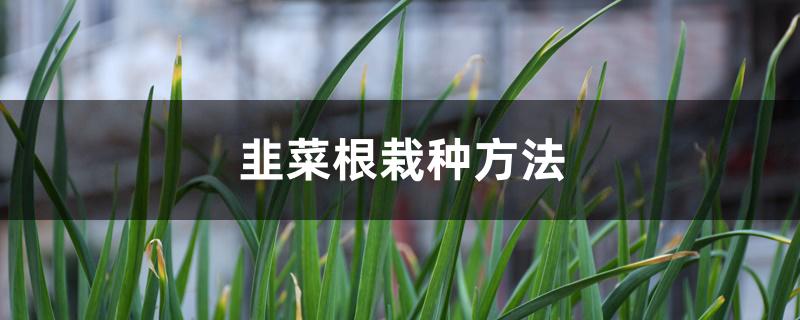 韭菜根栽种方法 韭菜根栽种方法