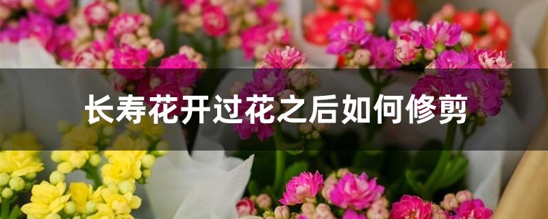 长寿花开过花之后如何修剪 长寿花开过花之后如何修剪