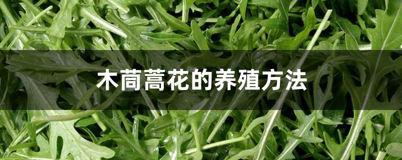 木茼蒿花的养殖方法 木茼蒿花的养殖方法