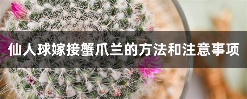 仙人球嫁接蟹爪兰的方法和注意事项 仙人球嫁接蟹爪兰的方法和注意事项