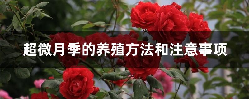 超微月季的养殖方法和注意事项 超微月季的养殖方法和注意事项
