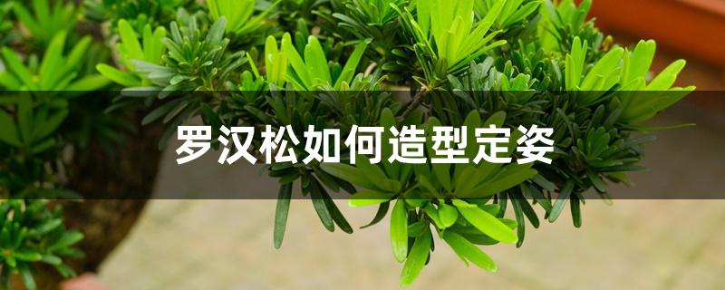罗汉松如何造型定姿 罗汉松如何造型定姿
