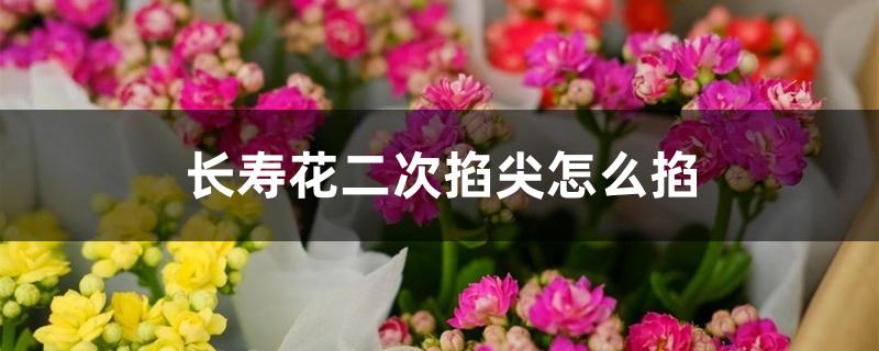 长寿花二次掐尖怎么掐 长寿花二次掐尖怎么掐